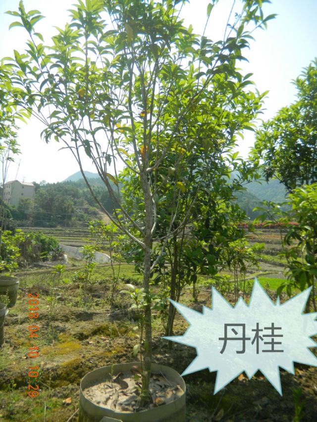 点击查看大图